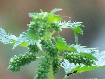 Urtica urens